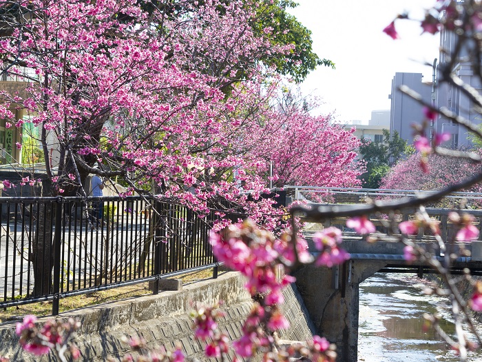 與儀公園櫻並木