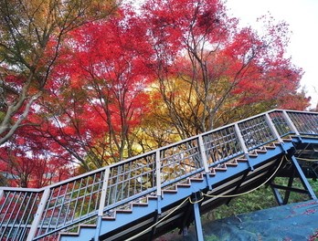 天童公園紅葉園