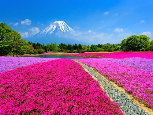 富士芝櫻祭