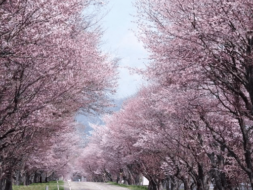 登別櫻花隧道