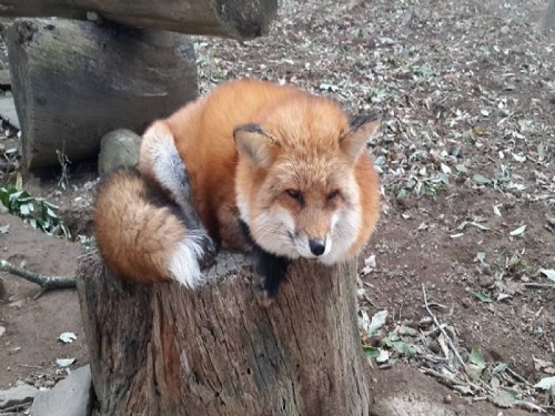 藏王狐狸村