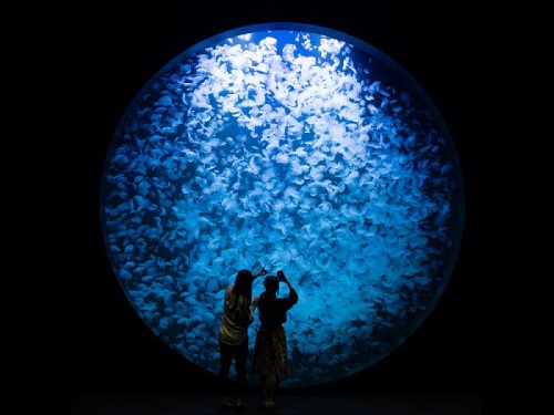 加茂水族館