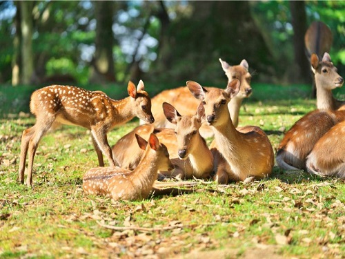 奈良公園