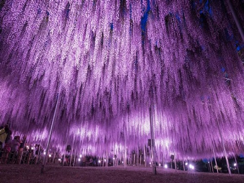 足利花卉公園