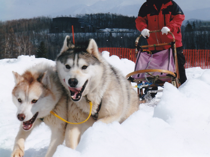 狗拉雪橇體驗