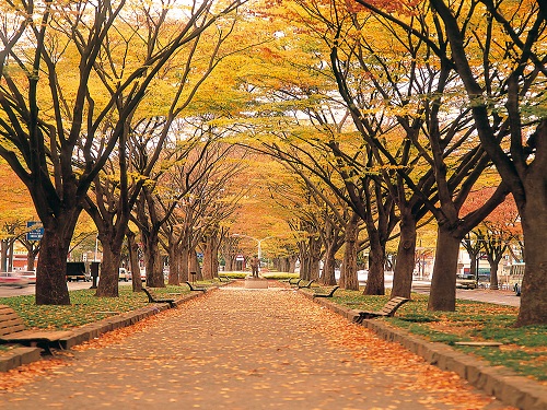 定禪寺通櫸樹林蔭道