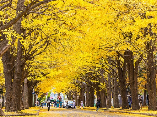 北海道大學~金秋銀杏大道