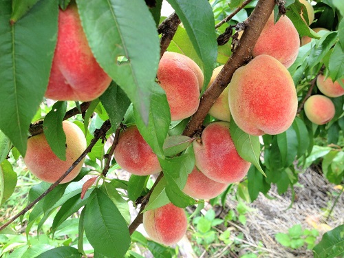 洞爺湖採果樂(依時令)