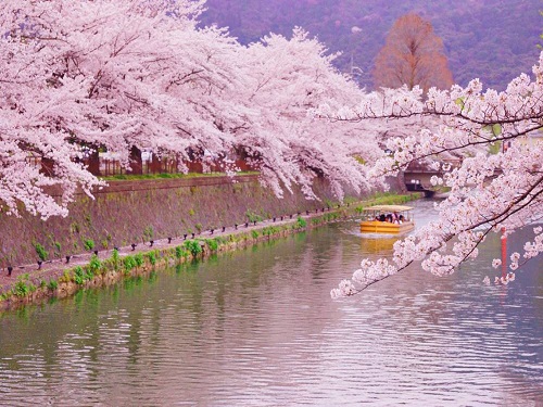 岡崎櫻花迴廊