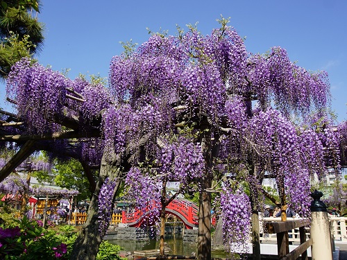 龜戶天神社