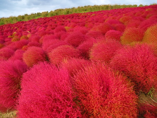 日立海濱公園