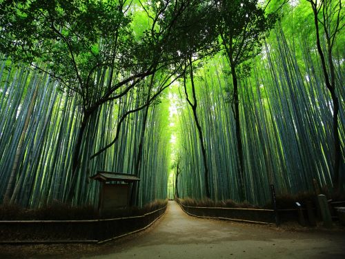 嵐山渡月橋&竹林小徑