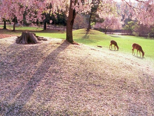 奈良公園