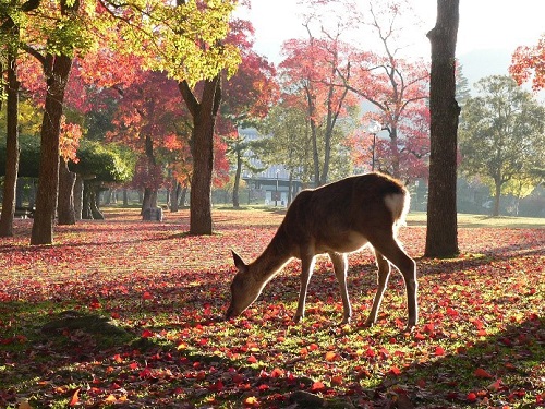 奈良公園