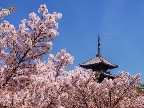 仁和寺御室櫻