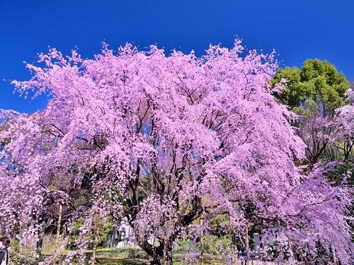 六義園