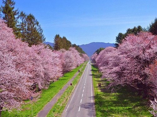 二十間道路櫻並木