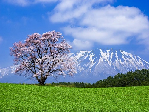 小岩井農場