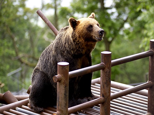 BEAR Mt.野生熊牧場~Sahoro觀熊巴士