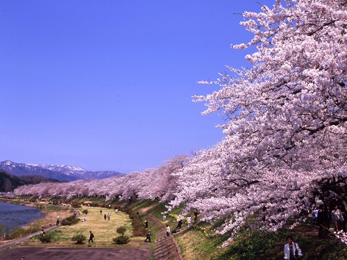 檜木內川堤