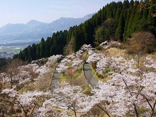 高森峠千本櫻