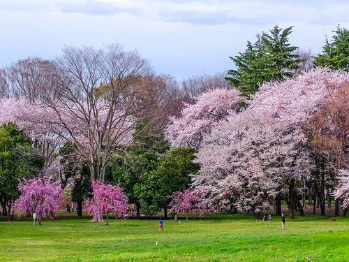 小金井公園