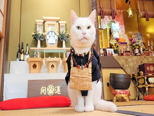 貓貓寺