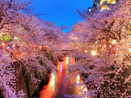 目黑川櫻花隧道