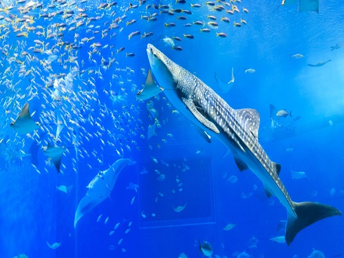 美麗海水族館
