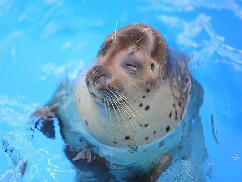 大分海洋宮殿水族館~海之卵