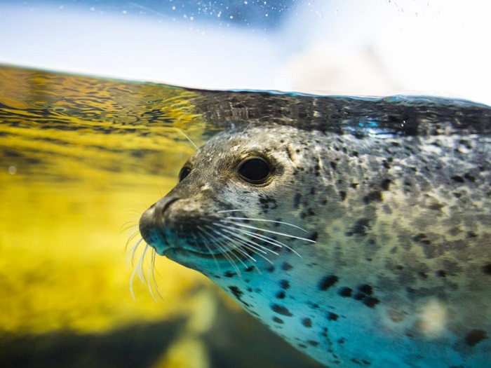 青森淺蟲水族館