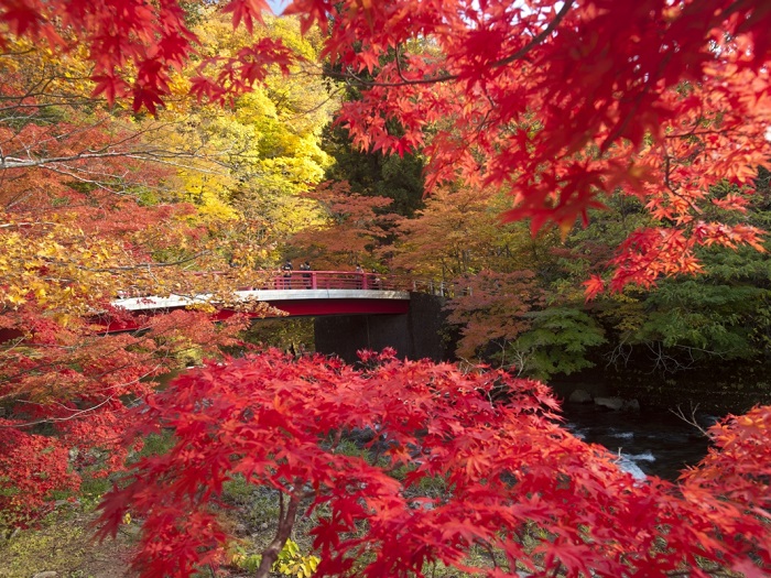 中野紅葉山 