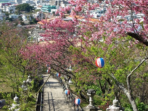 櫻花百選～名護中央公園（名護城跡）