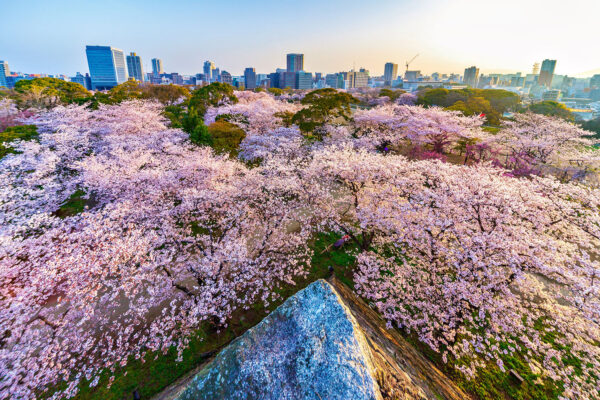 舞鶴公園