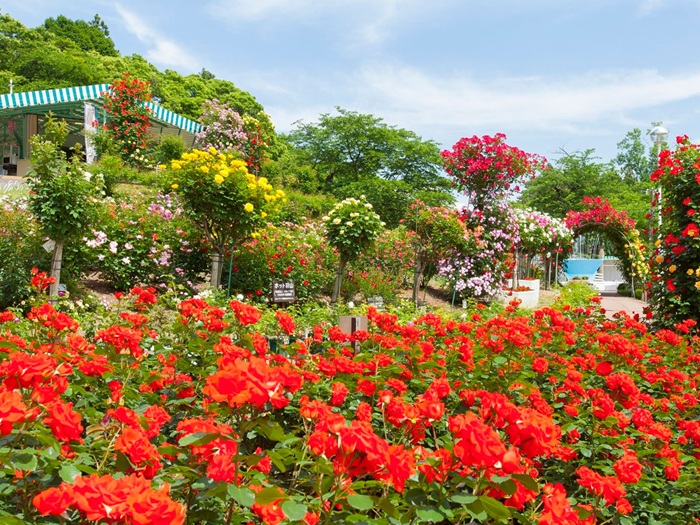花巻溫泉玫瑰園