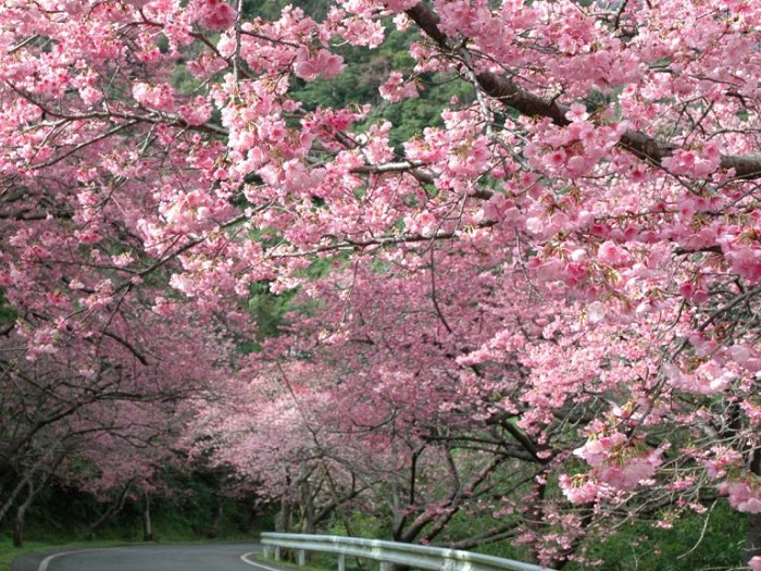 八重岳櫻之森公園