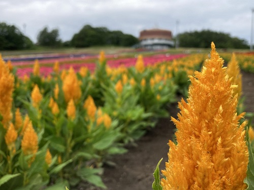 網走～花 天都