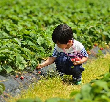 八劍山果樹園