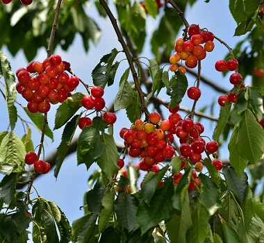 八劍山果樹園