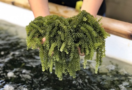 採海葡萄體驗