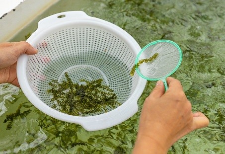 採海葡萄體驗