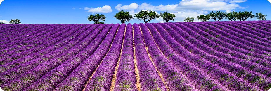 花海之戀