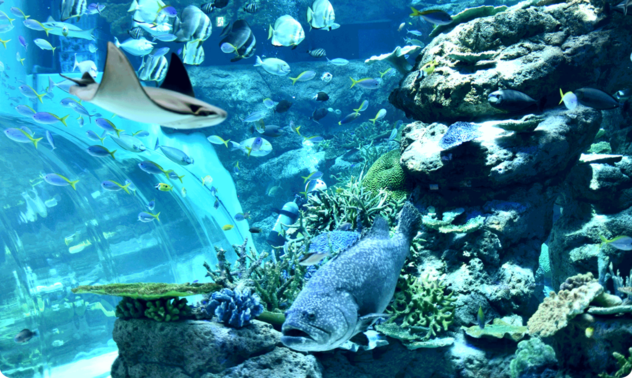 名古屋港水族館