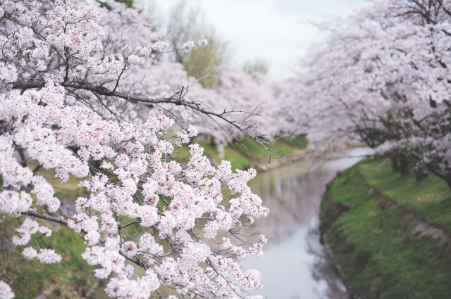 新境川堤