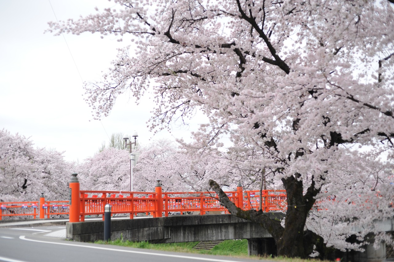 新境川堤