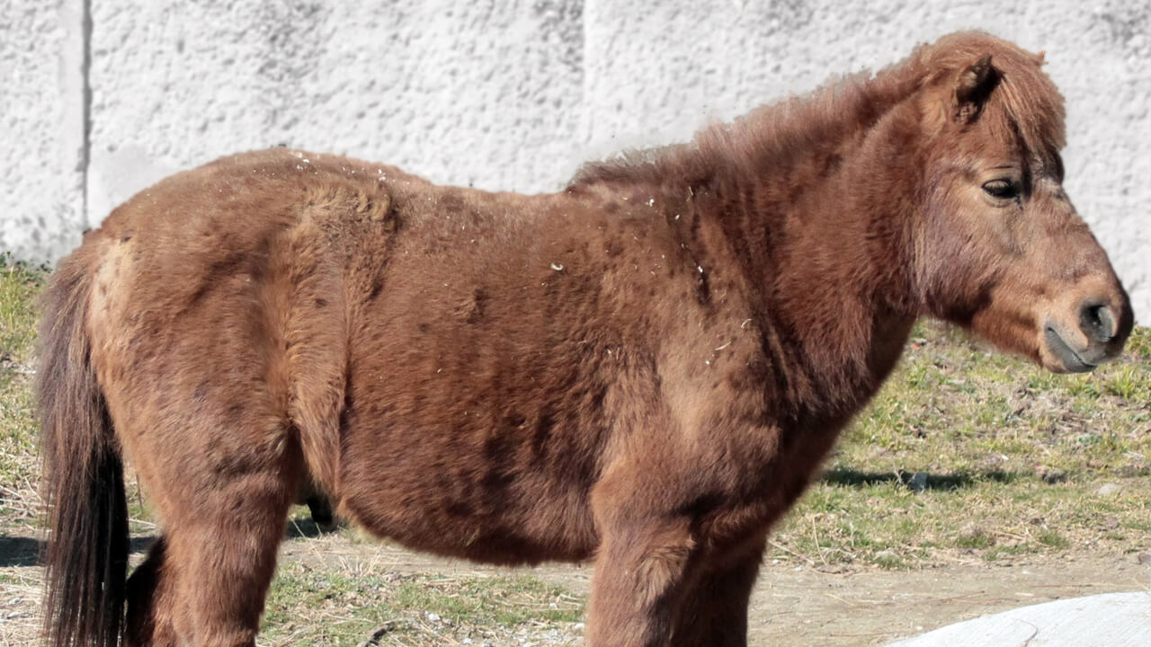 天王寺動物園