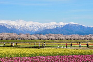 朝日町舟川「春日四重奏」