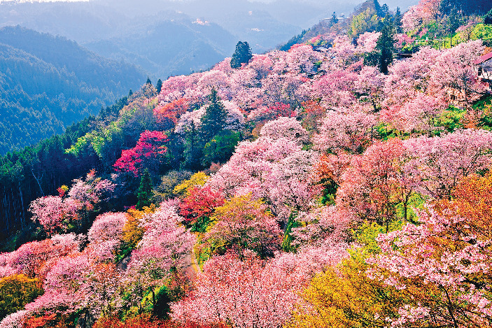 吉野山