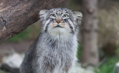 神戶動物王國
