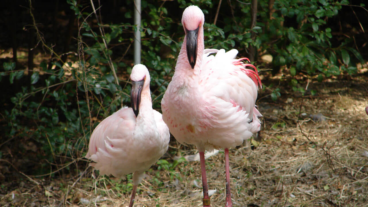 天王寺動物園